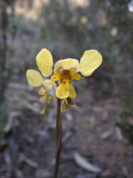 yellow orchid flower in wild picture.jpg