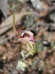 wild orchid flower.jpg