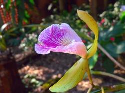 wild orchid flower photo.jpg