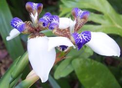 wild dendrobium orchid flowers.jpg
