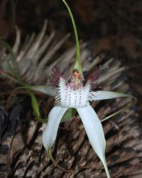 White spider orchid picture.jpg