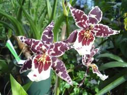 white Orchids with dark red big dots.jpg