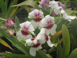 white orchid with red and pink centers.jpg