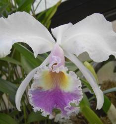 white orchid with multi center.jpg