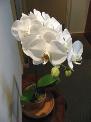 White Orchid flowers.jpg