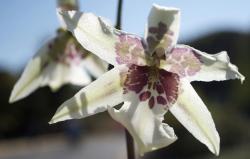 white orchid flower with brown dots.jpg