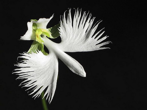 White Egret Orchid picture.jpg