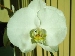 white dendrobium orchid flower picturejpg.jpg