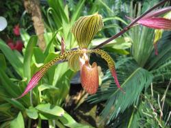 unique flower picture of intered looking orchid.jpg