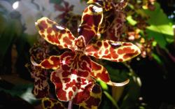 tiger paterns cattleya orchid flowers.jpg