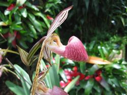 spide unique orchid flower picture.jpg