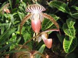 spide orchid flowers with brown lines.jpg
