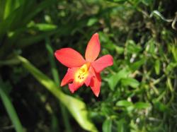 small red orchid flower.jpg