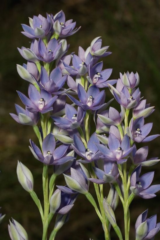 Scented Sun Orchid wedding flowers photo.jpg