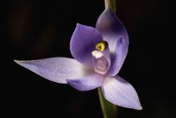 Scented Sun Orchid flowers pics.jpg