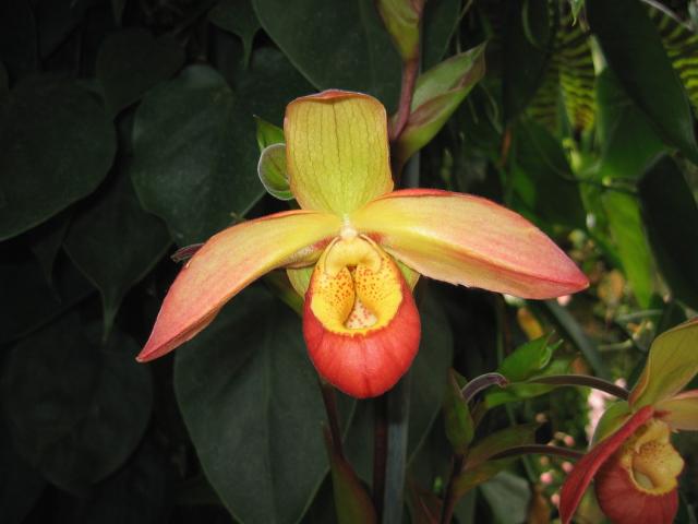 red orange and yellow orchid flowers pics.jpg