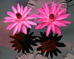 bright pink lotus.jpg