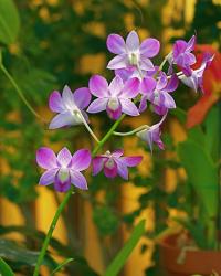 purple white orchids photo.jpg