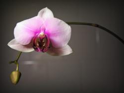 purple Phalaenopsis.jpg