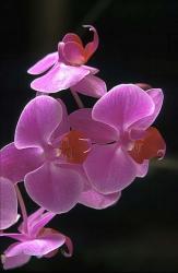 Purple orchid.jpg