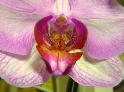 purple orchid with dark red center.jpg