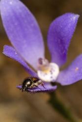 purple orchid with a bee.jpg