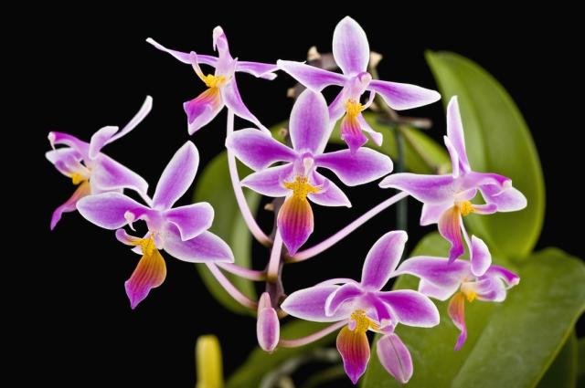 purple equestris picture.jpg