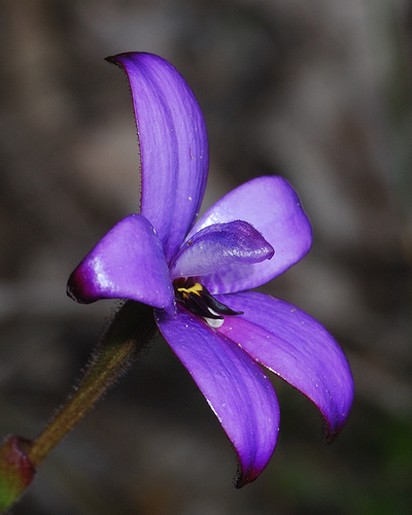 Purple enamel orchid photo.jpg