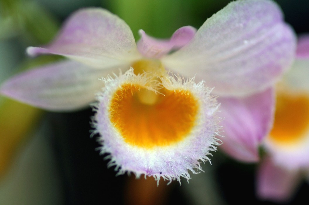 pretty orchid with yellow eye.jpg