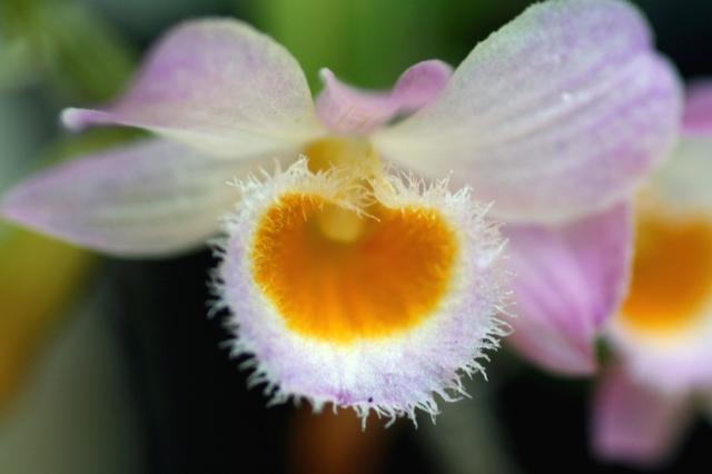 pretty orchid with yellow eye.jpg