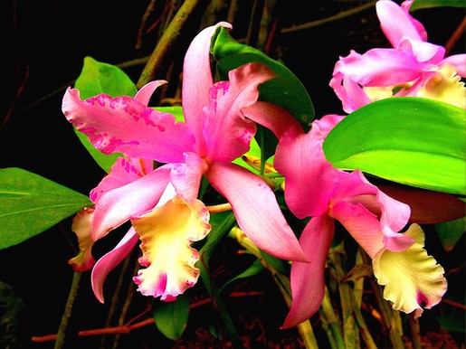 pink yellow orchid lfowers.jpg