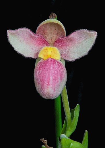 pink Phragmipediums picture.jpg