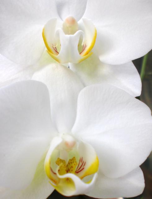 picture of white orchids.jpg