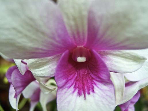 orchid flower pots.jpg