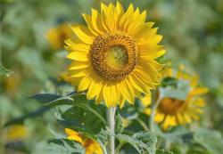 Sunflower Pictures
