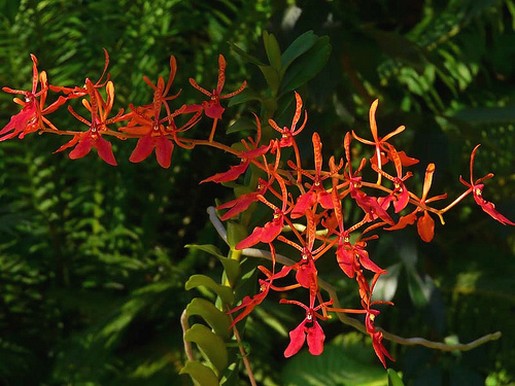 orange red small orchids.jpg