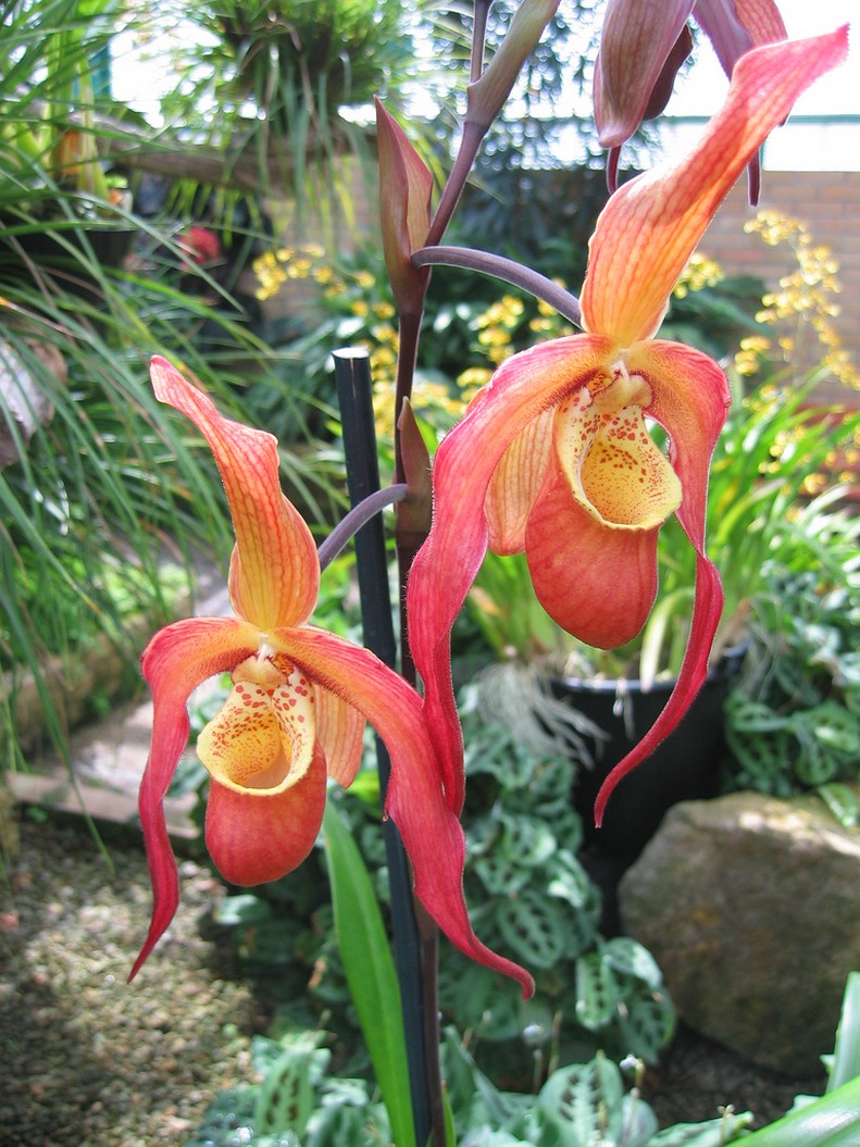 orange red orchid flowers with bags.jpg