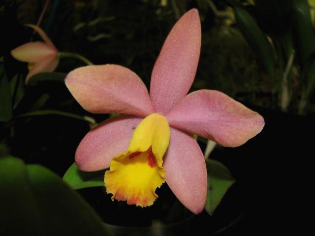 orange pink orchid flower with bright yellow eye.jpg