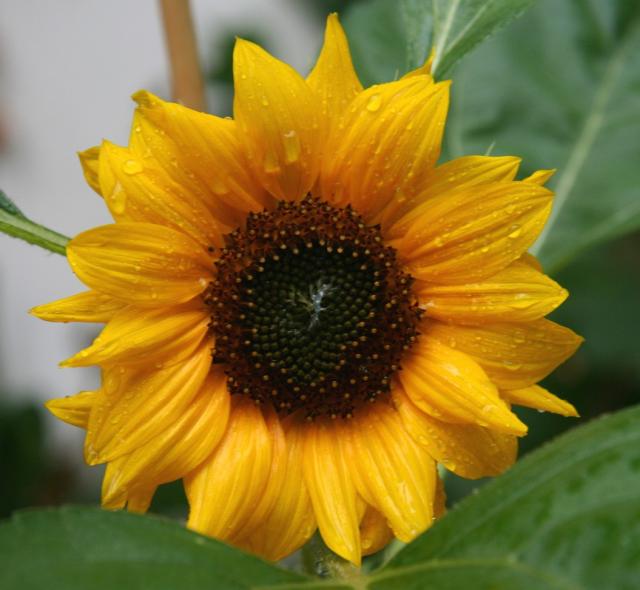 beautiful small sunflower.jpg