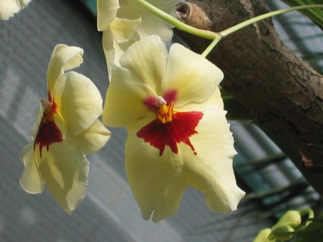 light yellow orchid flowers with red center.jpg