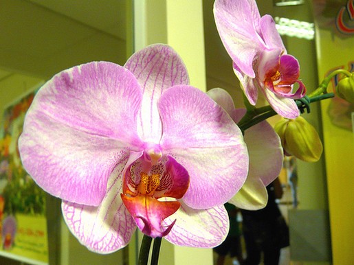 light purple orchids photo.jpg
