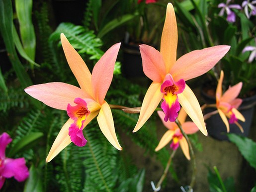 light orange orchid with pink and yellow center.jpg