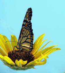 big butterfly on sunflower.jpg