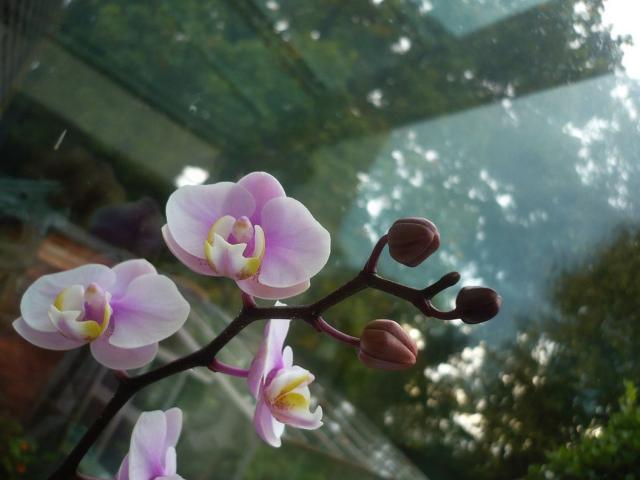 indoor flowers orchid.jpg