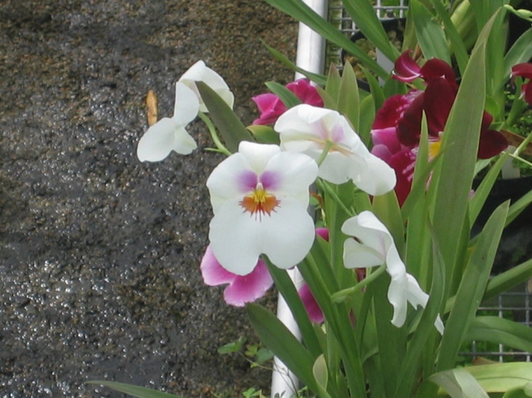home garden orchid flowers picture.jpg