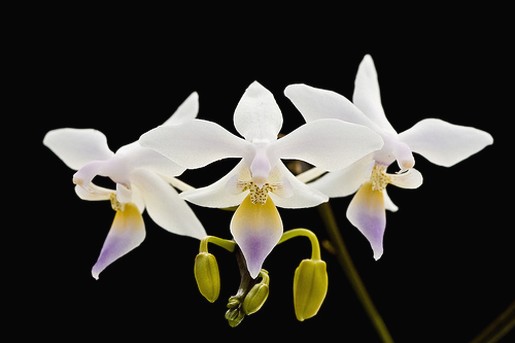 equestris flowers.jpg