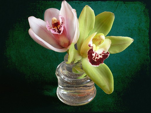 Cymbidium Orchids arrangement.jpg