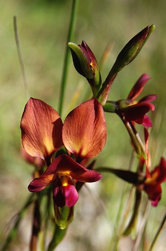 chocolate red orchids.jpg