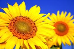 beautiful sunflowers.jpg