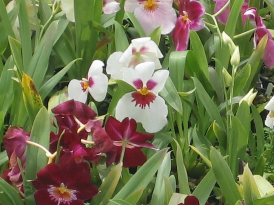orchid garden flowers pictures.jpg